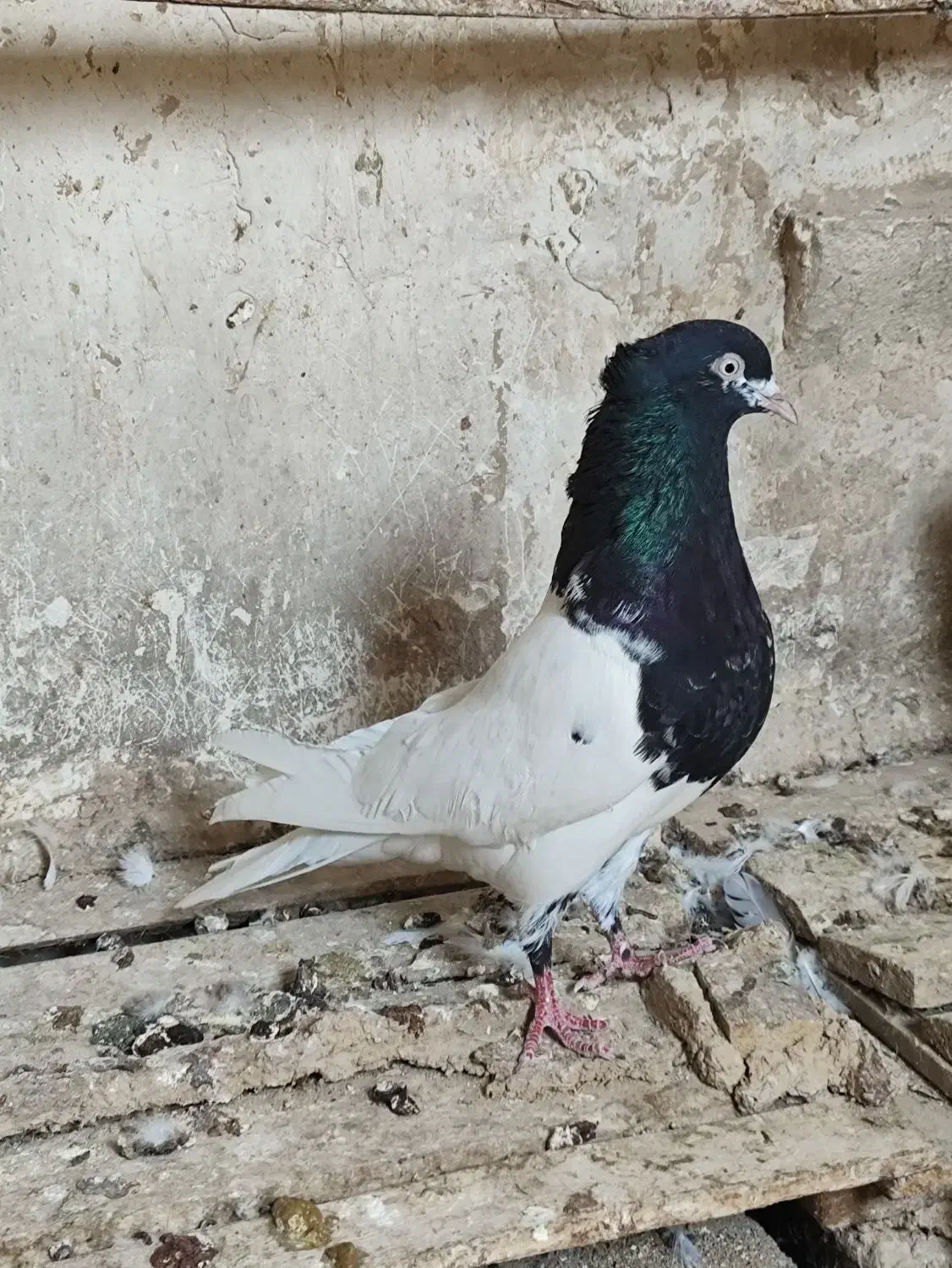 کبوتر کله ای ماده|پرنده|شوشتر, |دیوار