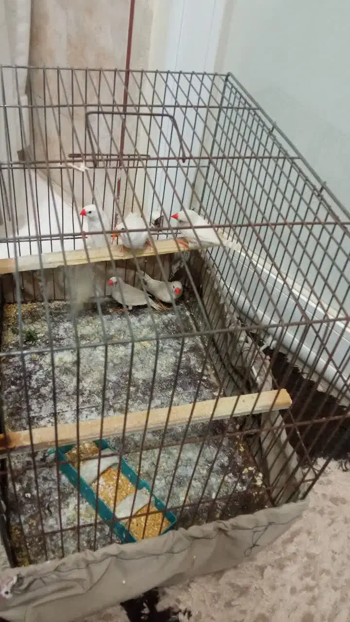 فنج آماده|پرنده|کاشان, فاز ۲ ناجی آباد|دیوار