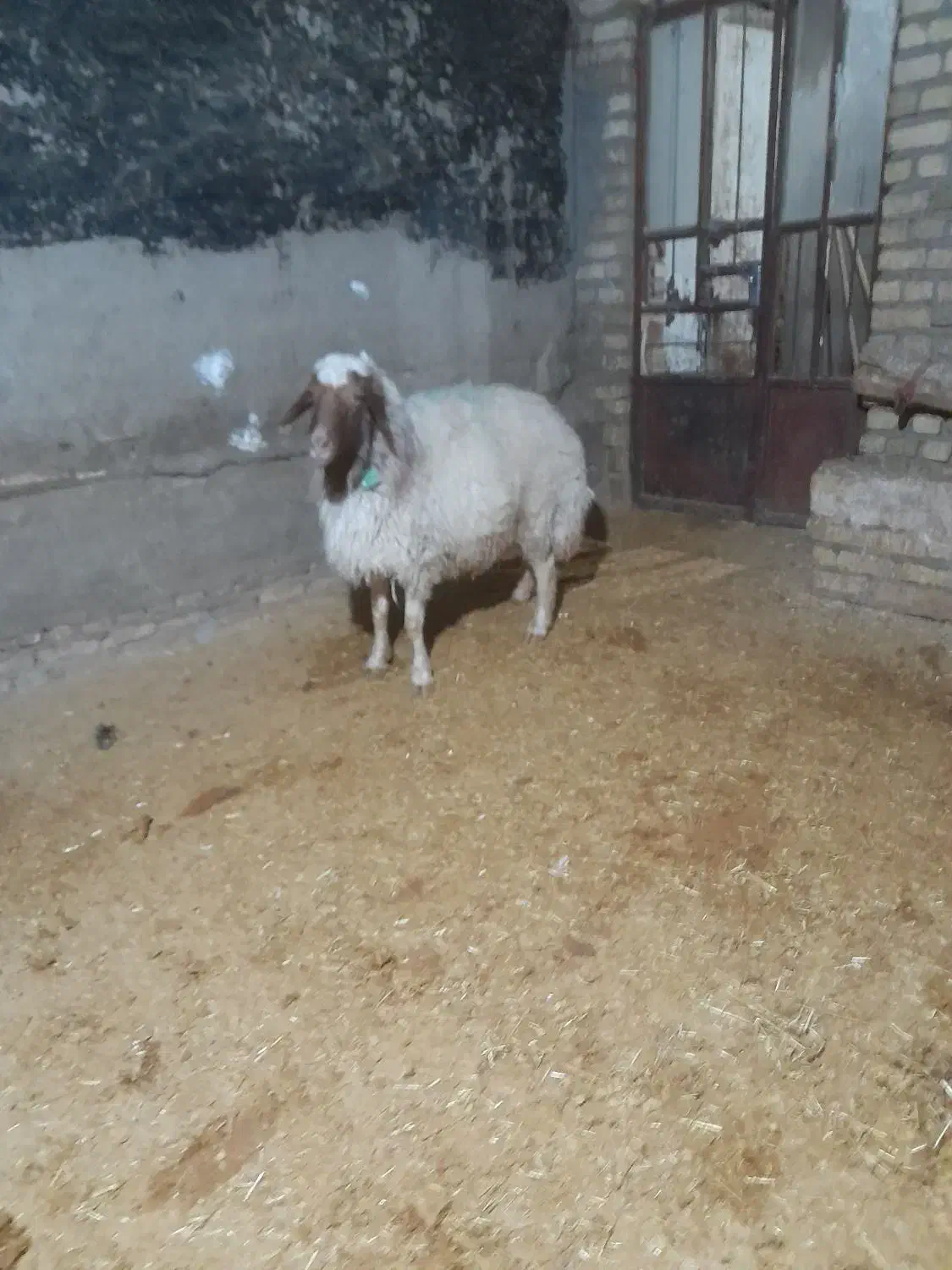 قوچ سنجابی|حیوانات مزرعه|زاغه, |دیوار