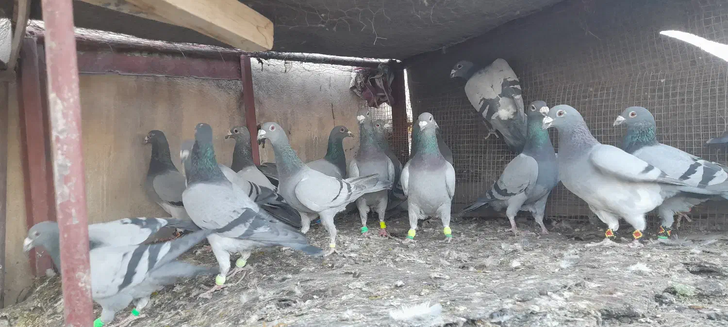 دوتیپ المانی جون همه نرشب روز ندارن|پرنده|تربتحیدریه, فردوسی جنوبی|دیوار