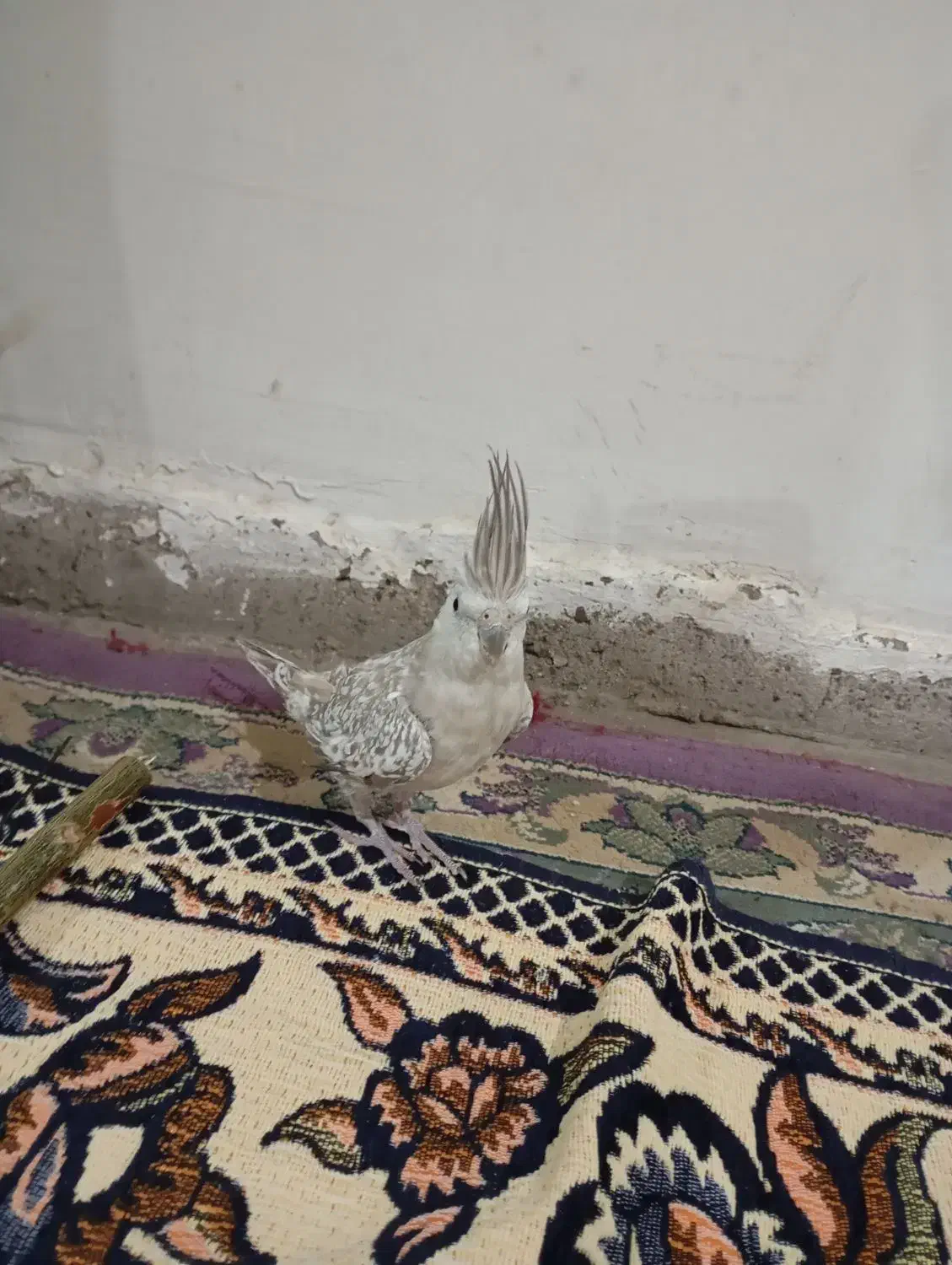 عروس هلندی|پرنده|هرسین, |دیوار