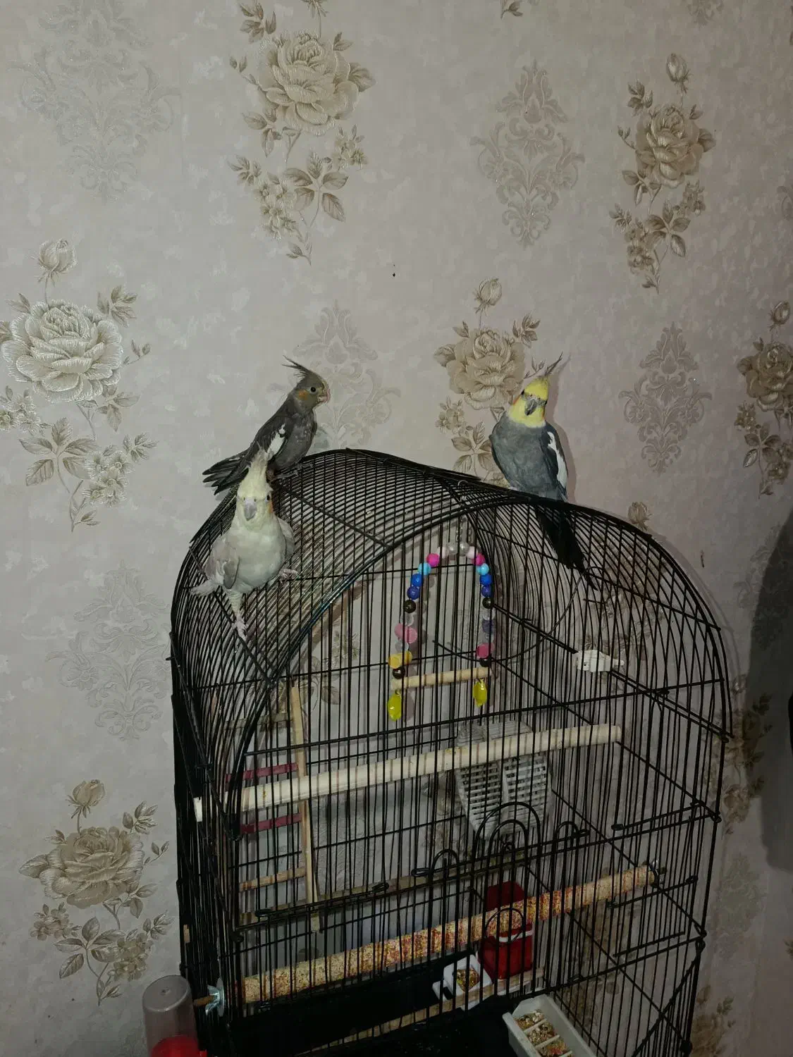 عروس هلندی سخنگو مولد به همراه یه جوجه|پرنده|اسلام‌شهر, شهرک مفیدی|دیوار