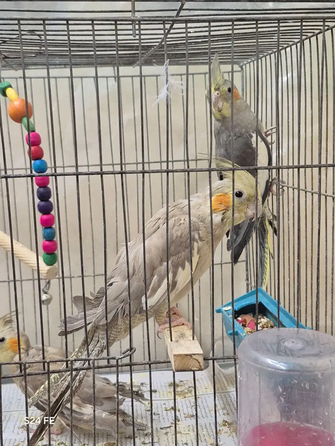 عروس هلندی|پرنده|شاهینشهر, گزبرخوار|دیوار