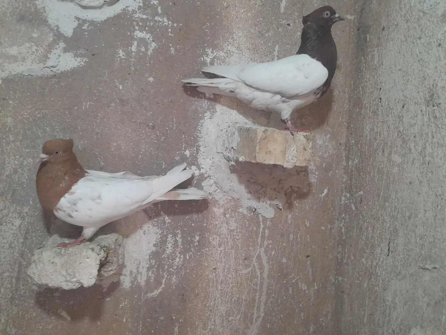 کله ای|پرنده|خرمآباد, |دیوار