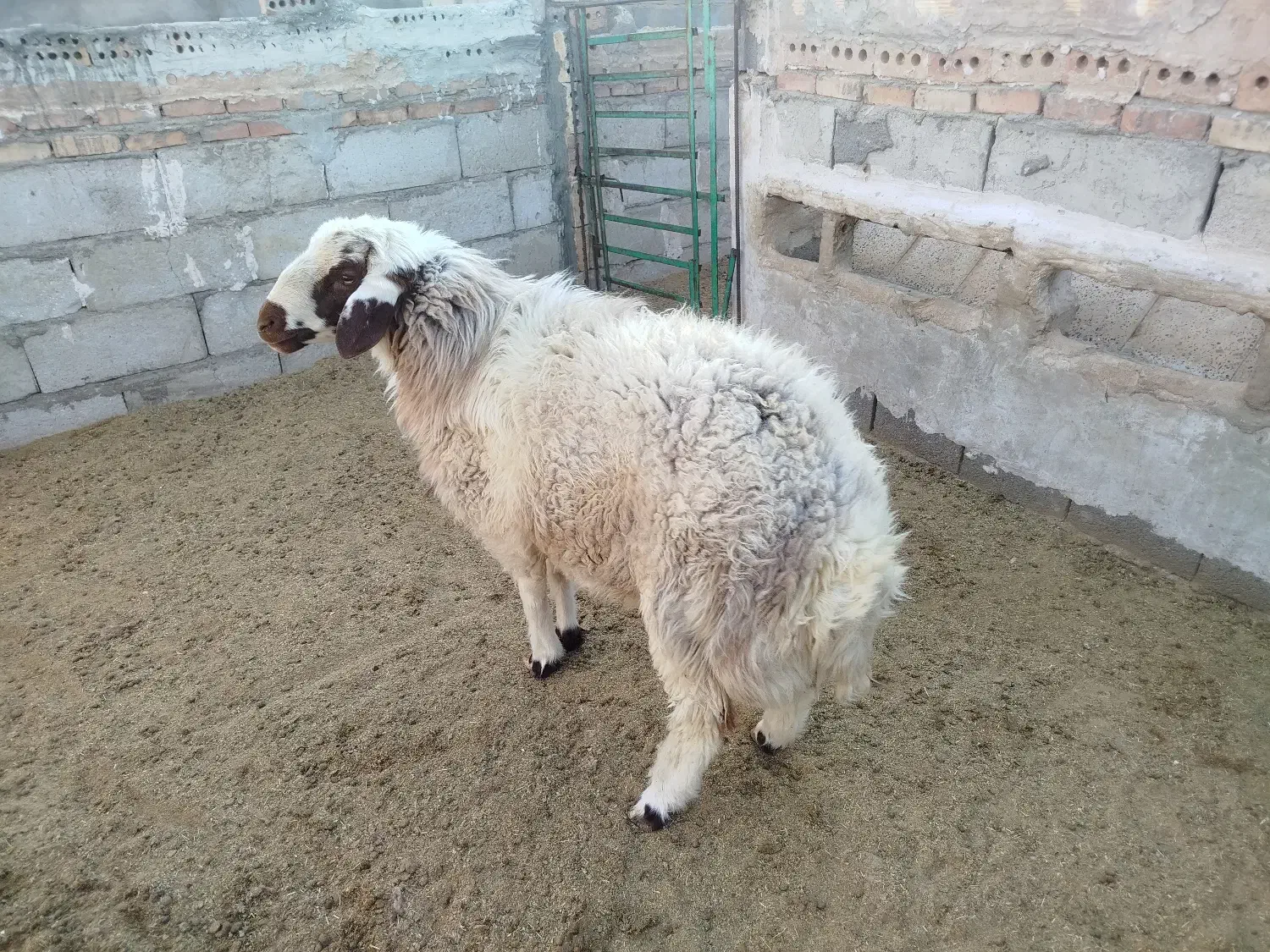 گوسفند|حیوانات مزرعه|فردوس (خراسان), |دیوار