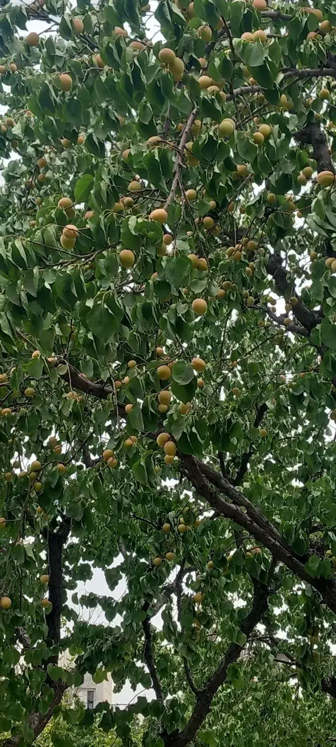 هرس باغ|خدمات باغبانی و درختکاری|محمدشهر, محمدشهر|دیوار