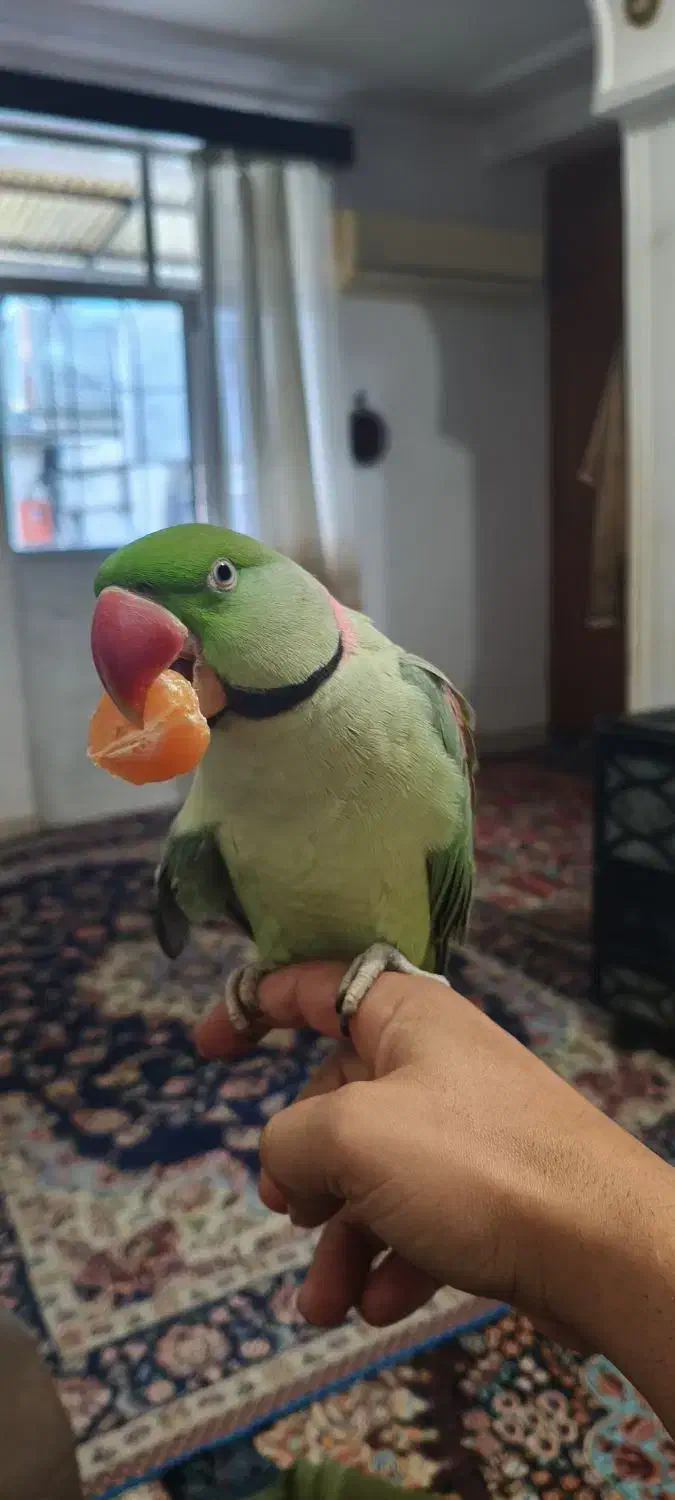 شاه طوطی سخن گو.|پرنده|رشت, پسیخان|دیوار