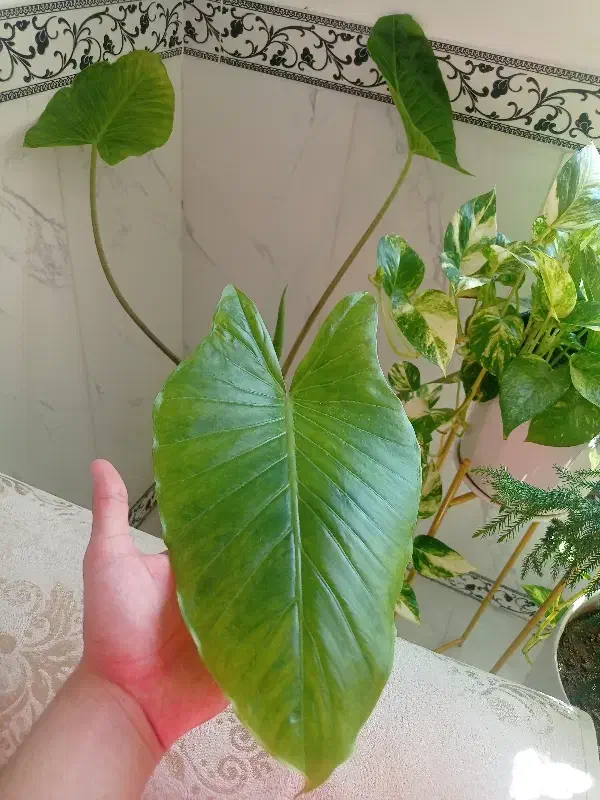 گل باباآدم(فوری)|گل و گیاه طبیعی|صحنه, |دیوار