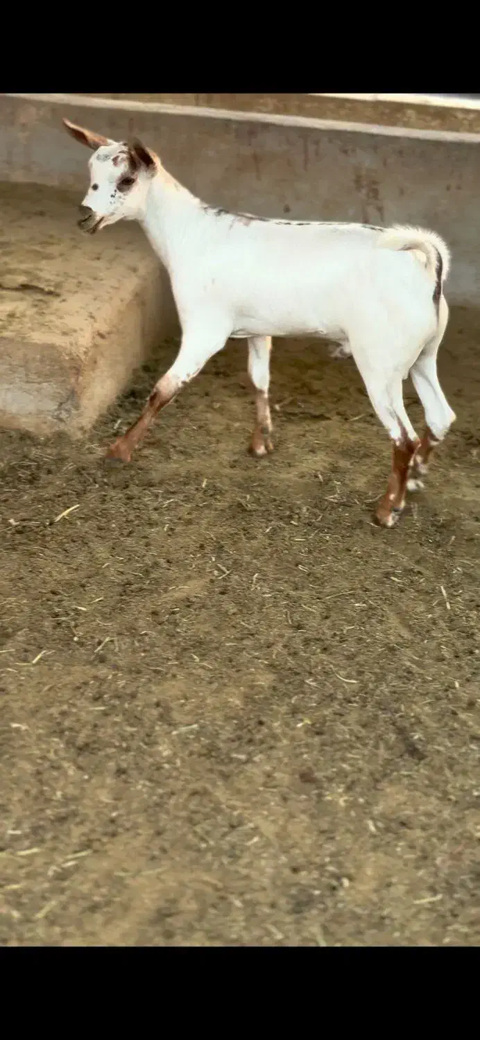 بوئر و صلال|حیوانات مزرعه|اراک, |دیوار