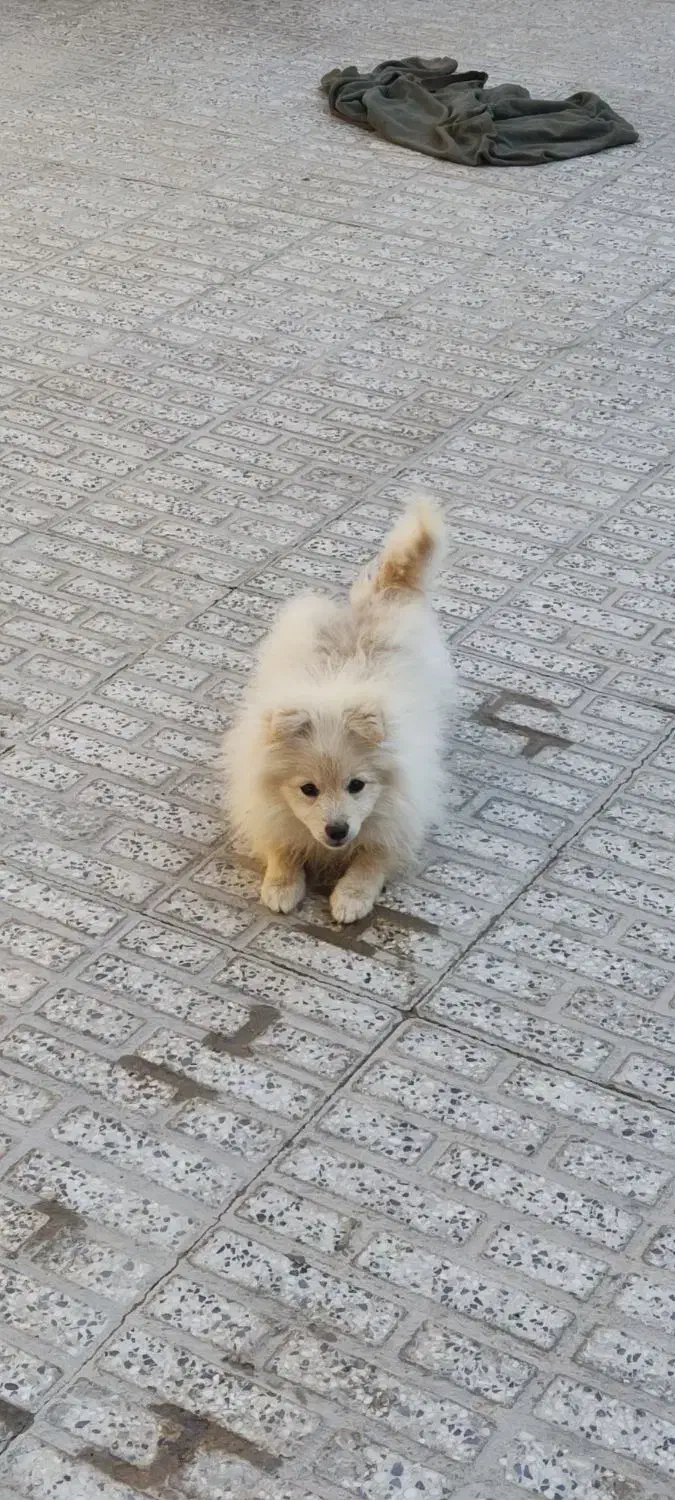 پامر عروسکی 4 ماهه|سگ|فولادشهر, A6|دیوار