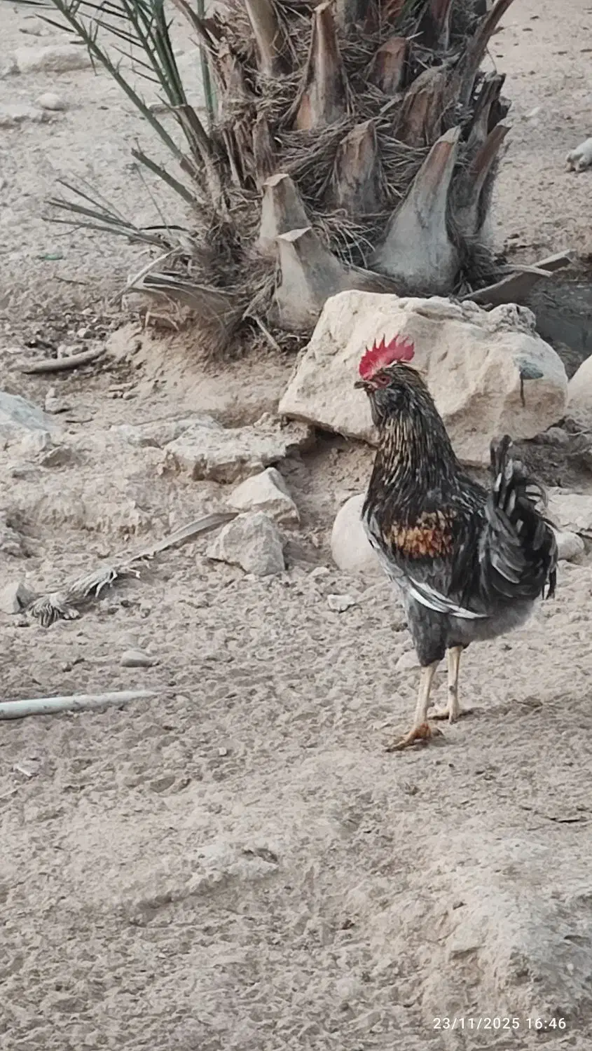 فروش خروس محلی اصل|حیوانات مزرعه|خورموج, |دیوار