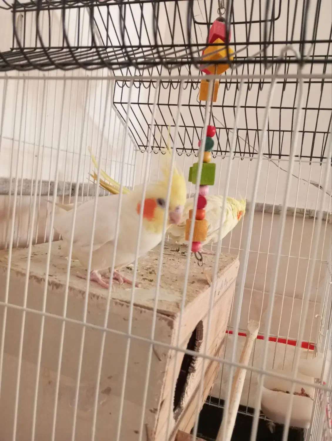 عروس هلندی|پرنده|زبرخان, |دیوار