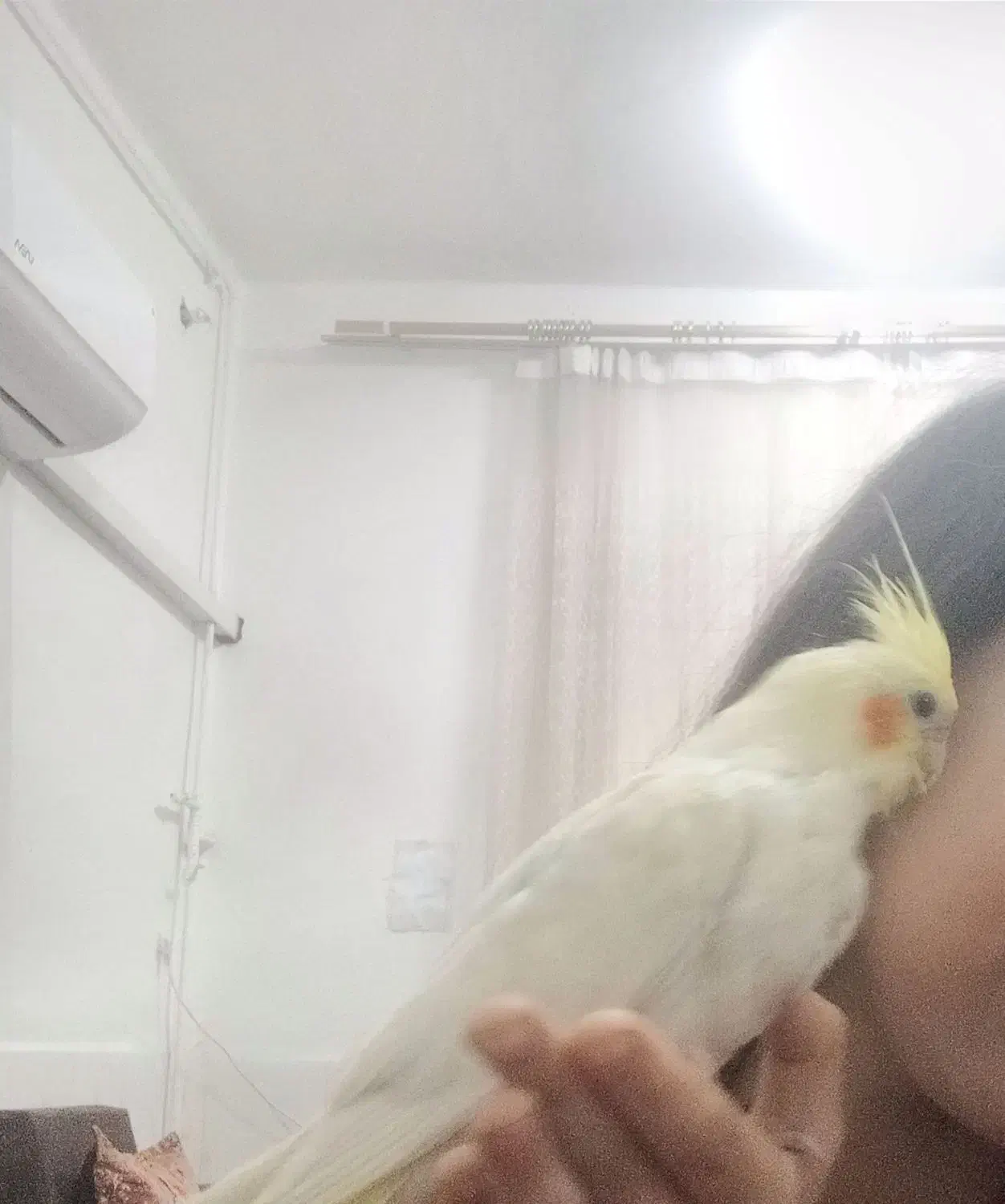 عروس هلندی گم شده|حیوانات|اهواز, منازل کارون|دیوار