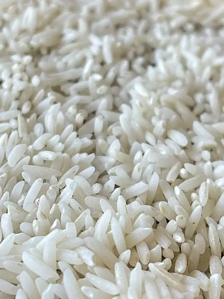 فرو برنج فجر|خوردنی و آشامیدنی|خان ببین, |دیوار