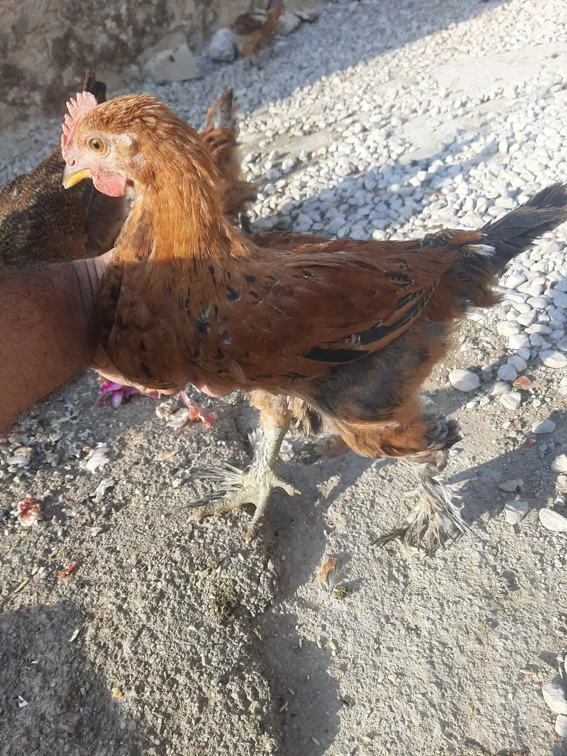 جوجه دیلگونی|حیوانات مزرعه|دهدشت, |دیوار