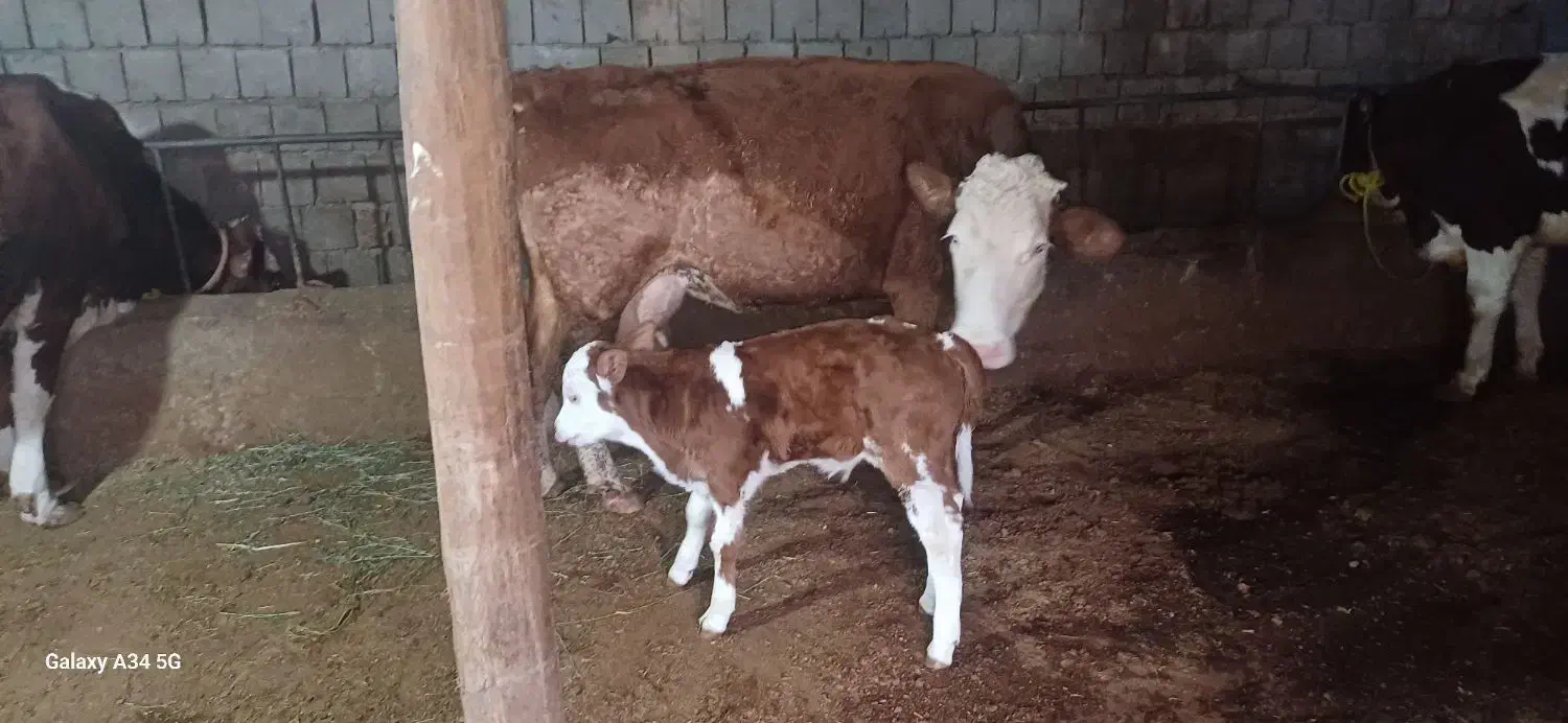 کاو سیمتال|حیوانات مزرعه|باروق, |دیوار