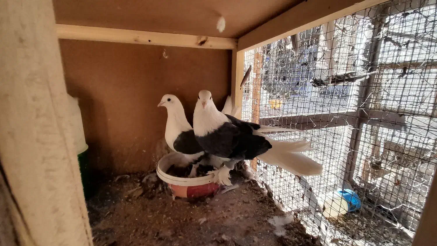 کبوتر دوکت|پرنده|سامان, |دیوار