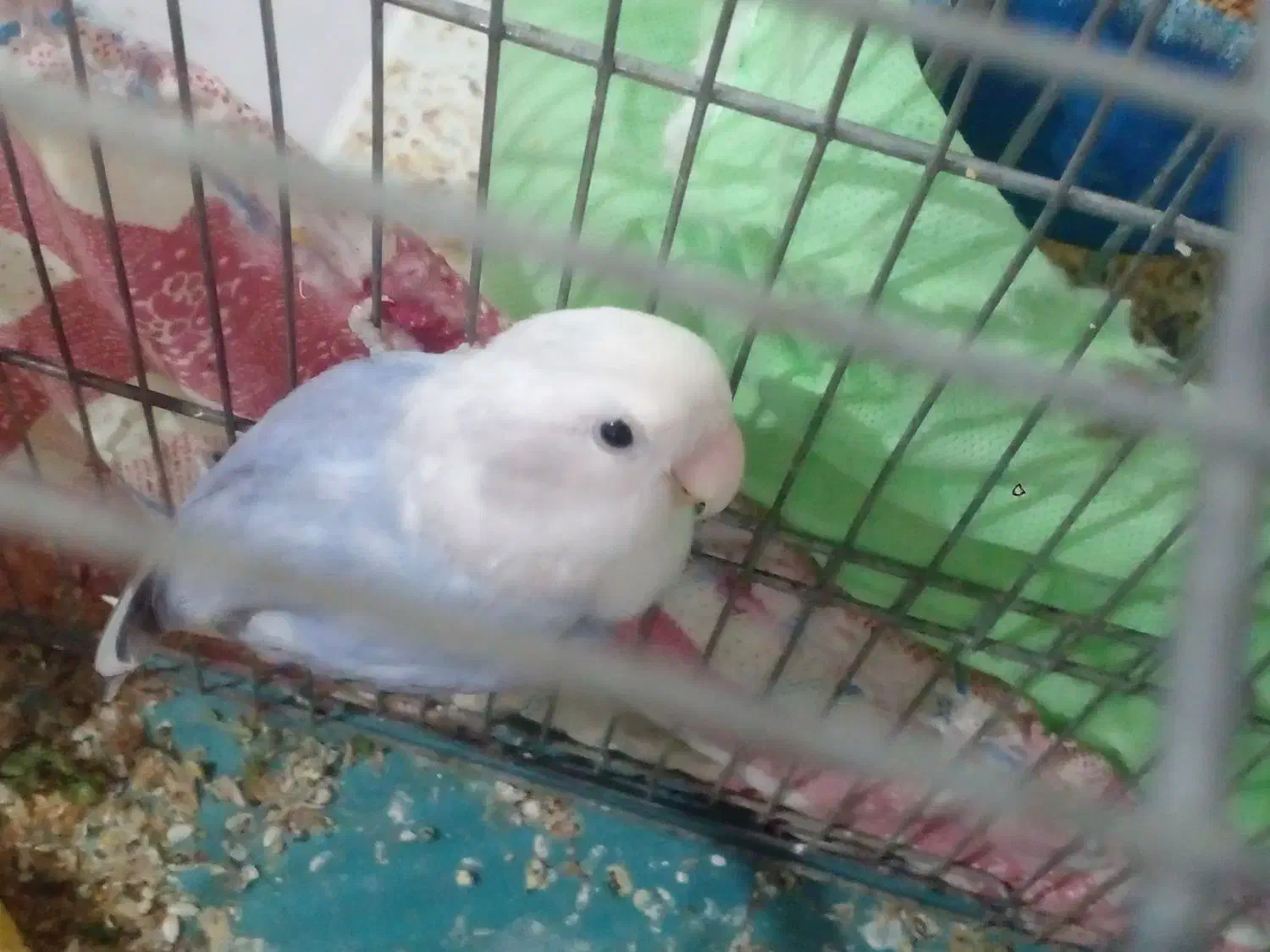 جفت برزیلی مولد|پرنده|رباط‌کریم, مسکن مهر آبشناسان|دیوار