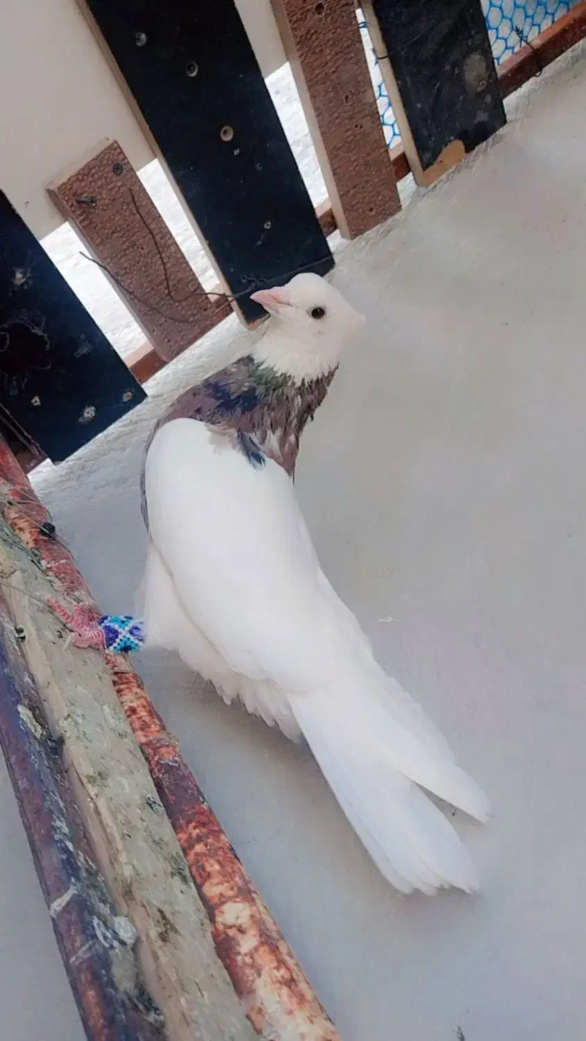 طوقی تمیر|پرنده|یاسوج, |دیوار