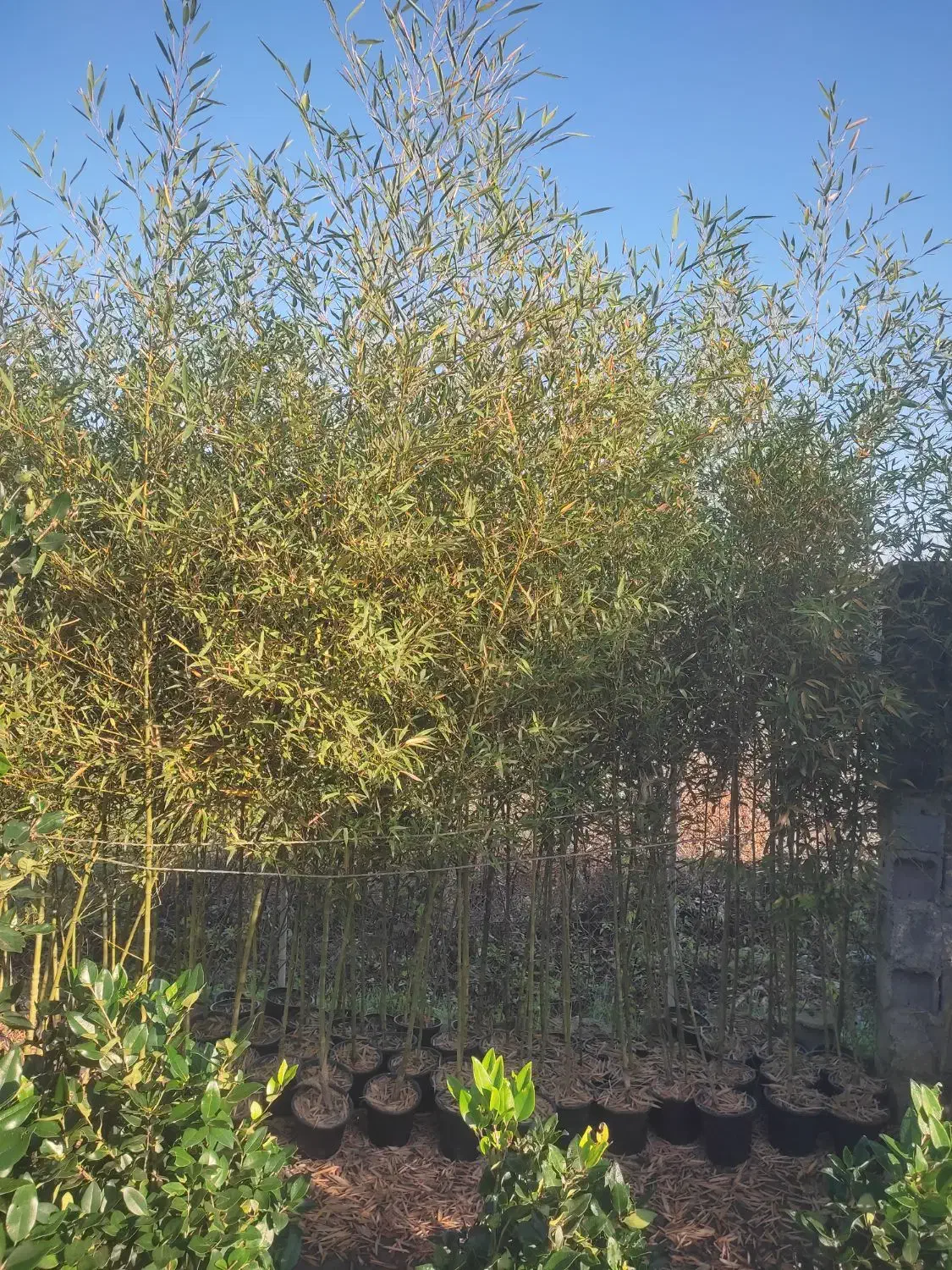 نی خیزران گلدونی ریشه پرس|گل و گیاه طبیعی|شیرود, |دیوار