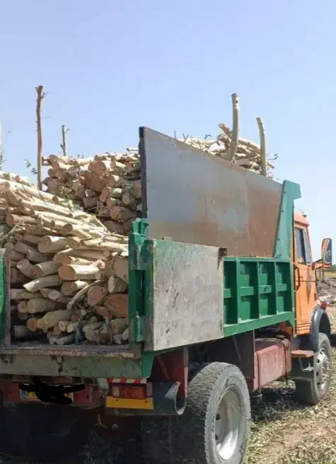 خریدار انواع چوب|خدمات باغبانی و درختکاری|مسجد سلیمان, |دیوار