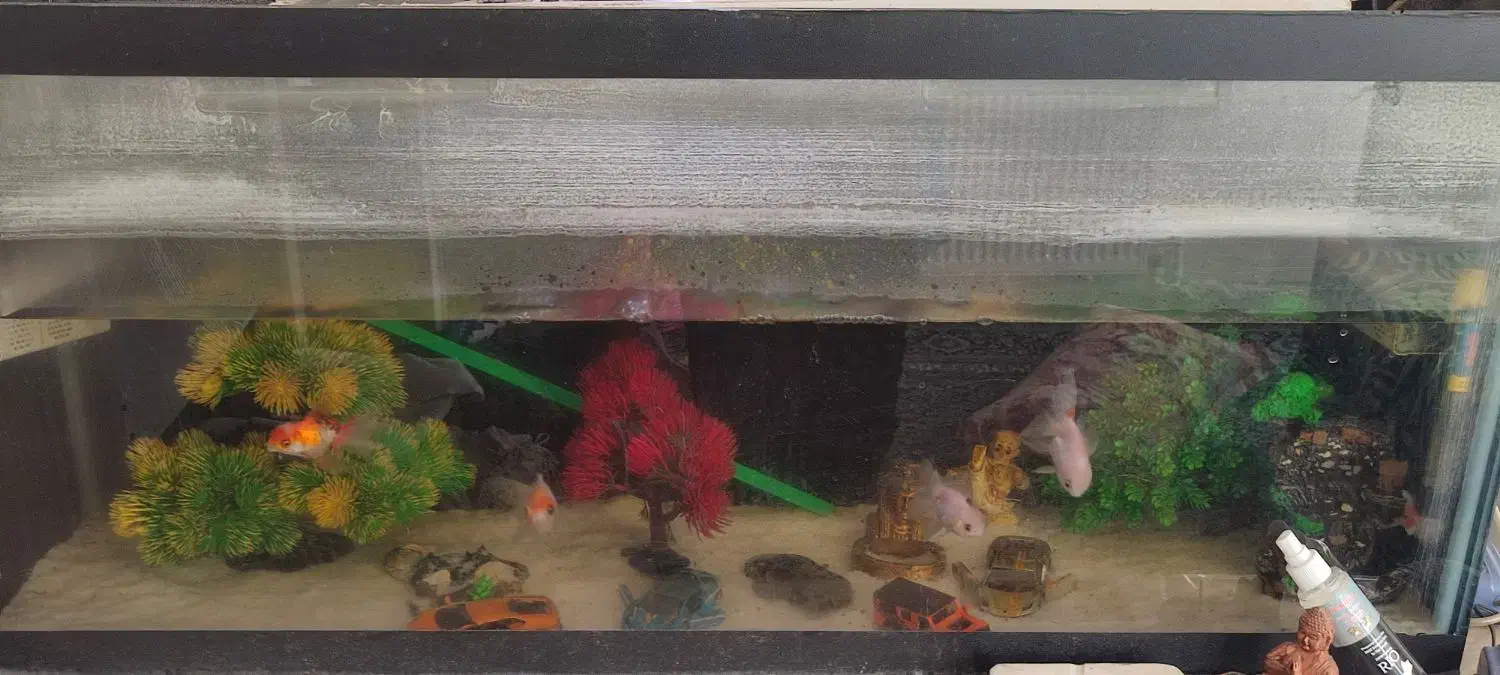 اکواریم ماهی|ماهی|ارومیه, |دیوار