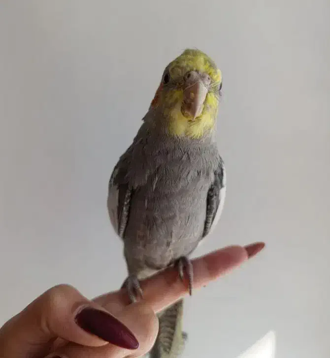 عروس هلندی گمشده|پرنده|کوهدشت, |دیوار