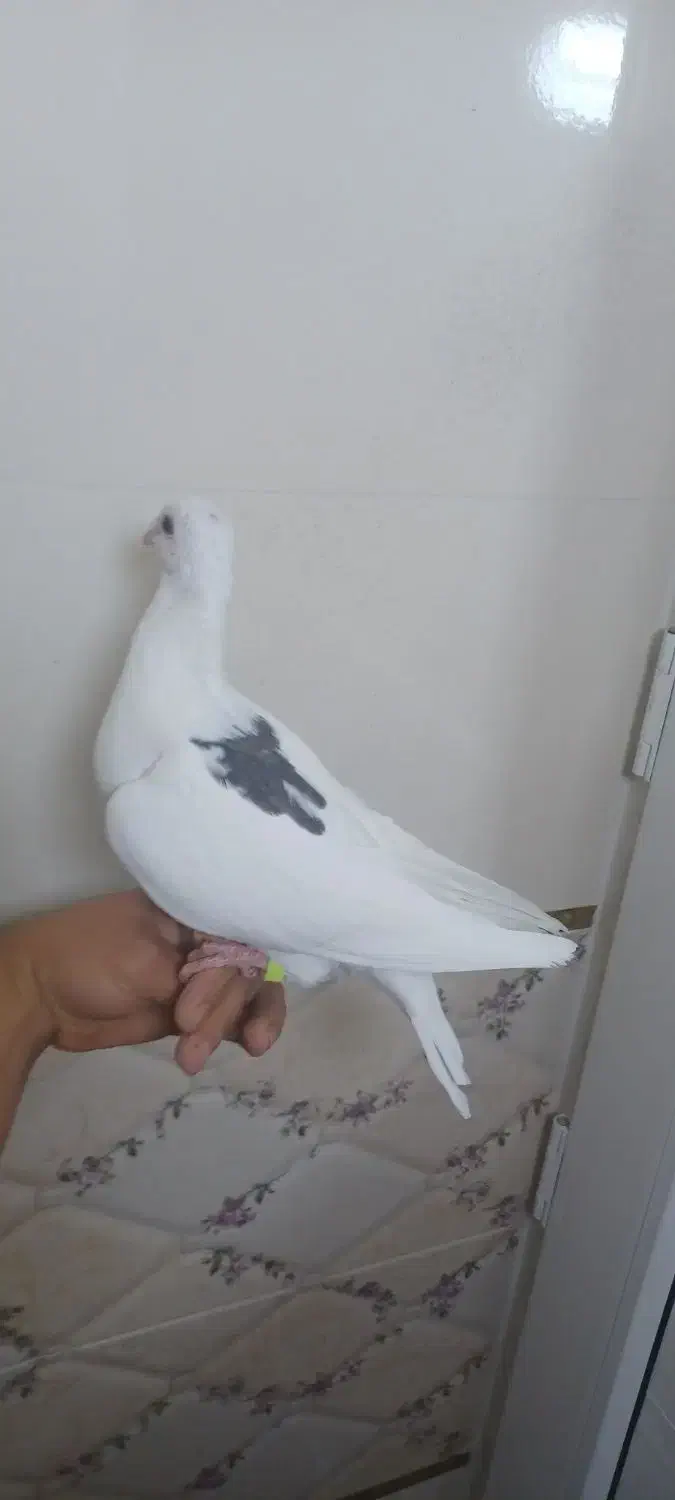 کبوتر ماده پلاکی|پرنده|برازجان, |دیوار