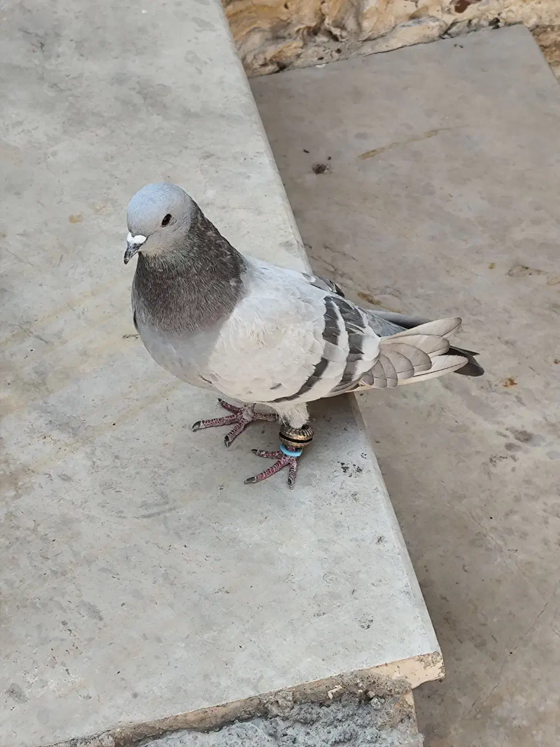 شهری طوقی طوسی|پرنده|خرمشهر, |دیوار