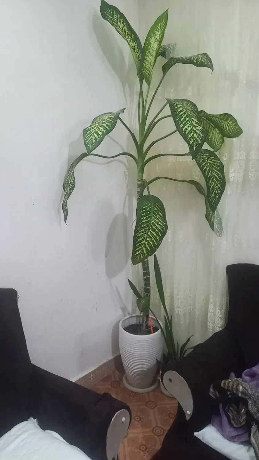 نداشتن جا مکان|گل و گیاه طبیعی|چناران, |دیوار