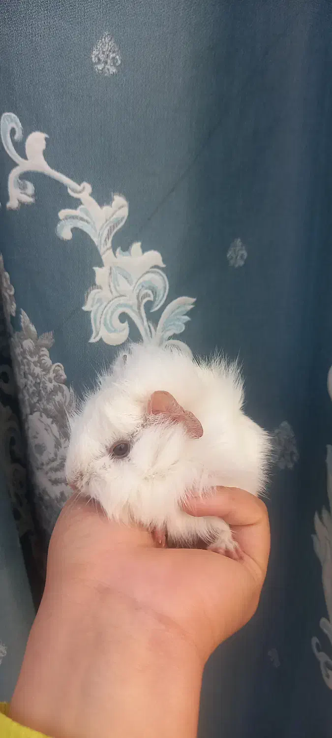 خوکچه هندی|موش و خرگوش|مشهد, پورسینا|دیوار