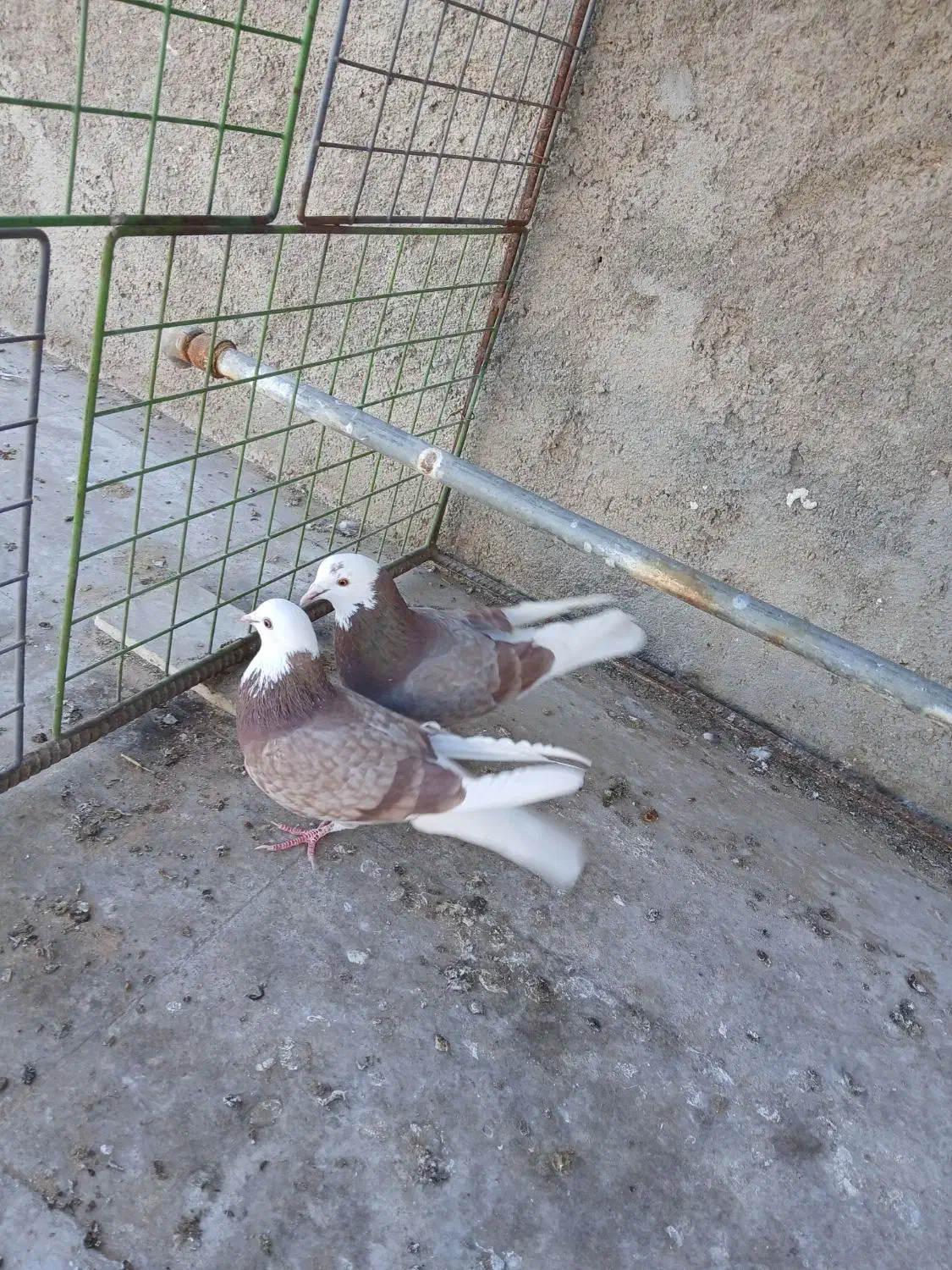 شازده|پرنده|یزد, |دیوار