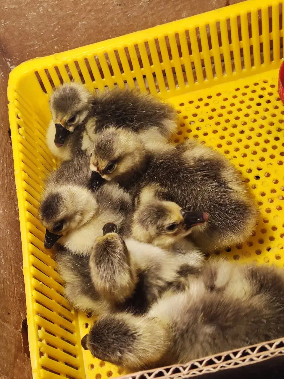 جوجه غاز و ...|حیوانات مزرعه|بهبهان, |دیوار