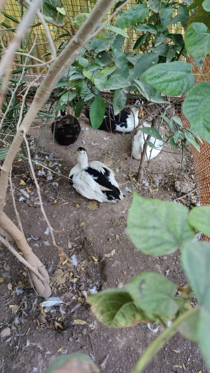 فروش اردک|حیوانات مزرعه|مسجد سلیمان, |دیوار