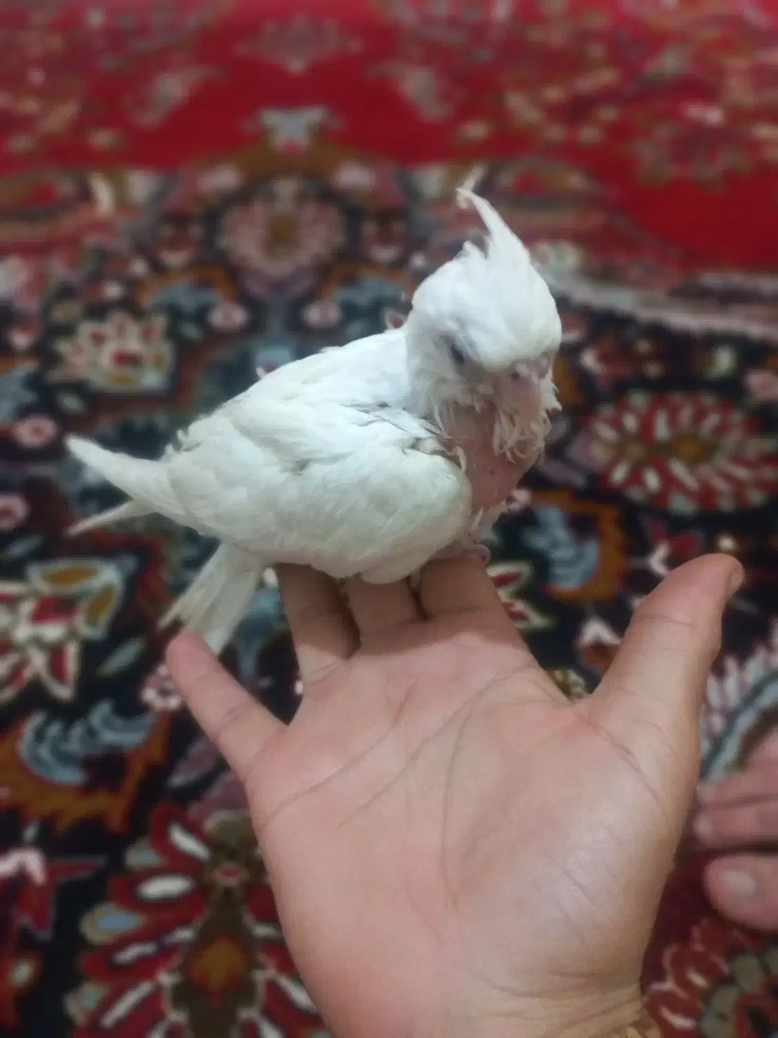 عروس هلندی فروشی|پرنده|شیروان (خراسان), |دیوار