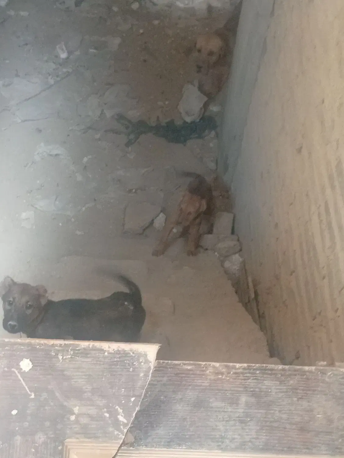 توله سگ|سگ|رباط‌کریم, شهرک صنعتی نصیرآباد|دیوار