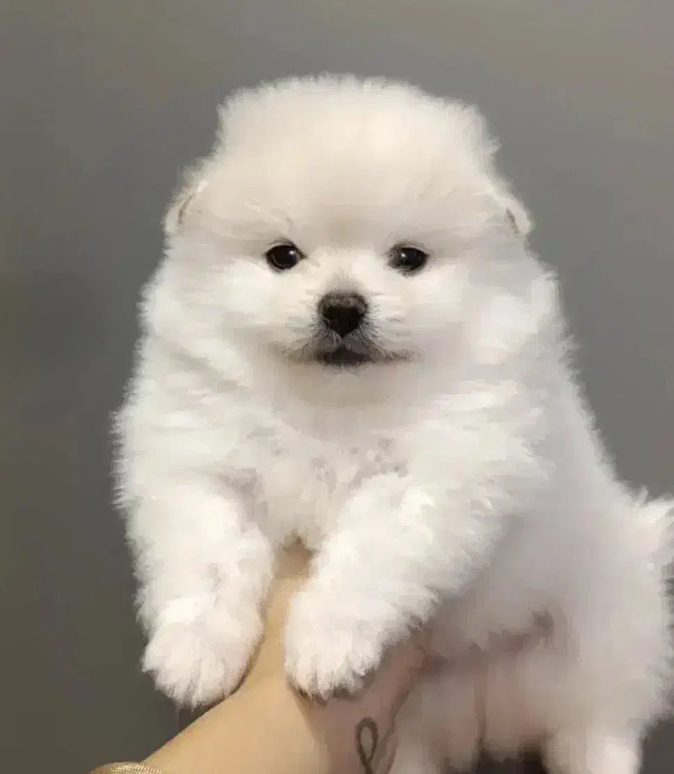 توله سگ پاپی پامر پامرانین عروسکی جیبی|سگ|اصفهان, خانه اصفهان|دیوار