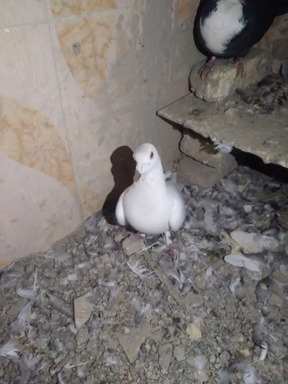 کبوتر|پرنده|زابل, |دیوار