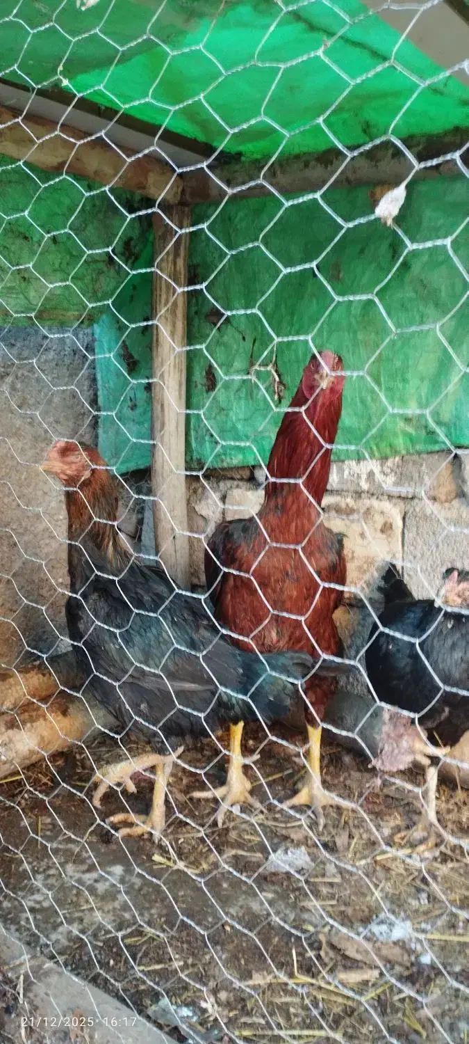 مرغ و خروس|پرنده|مشگین شهر, |دیوار