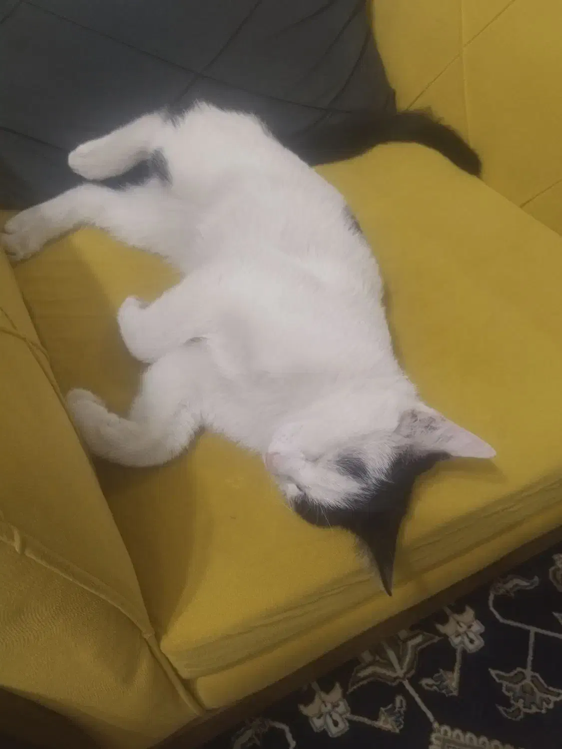 واگذاری رایگان بچه گربه ۵ ماهه دستی و دوست داشتنی|گربه|مبارکه, |دیوار