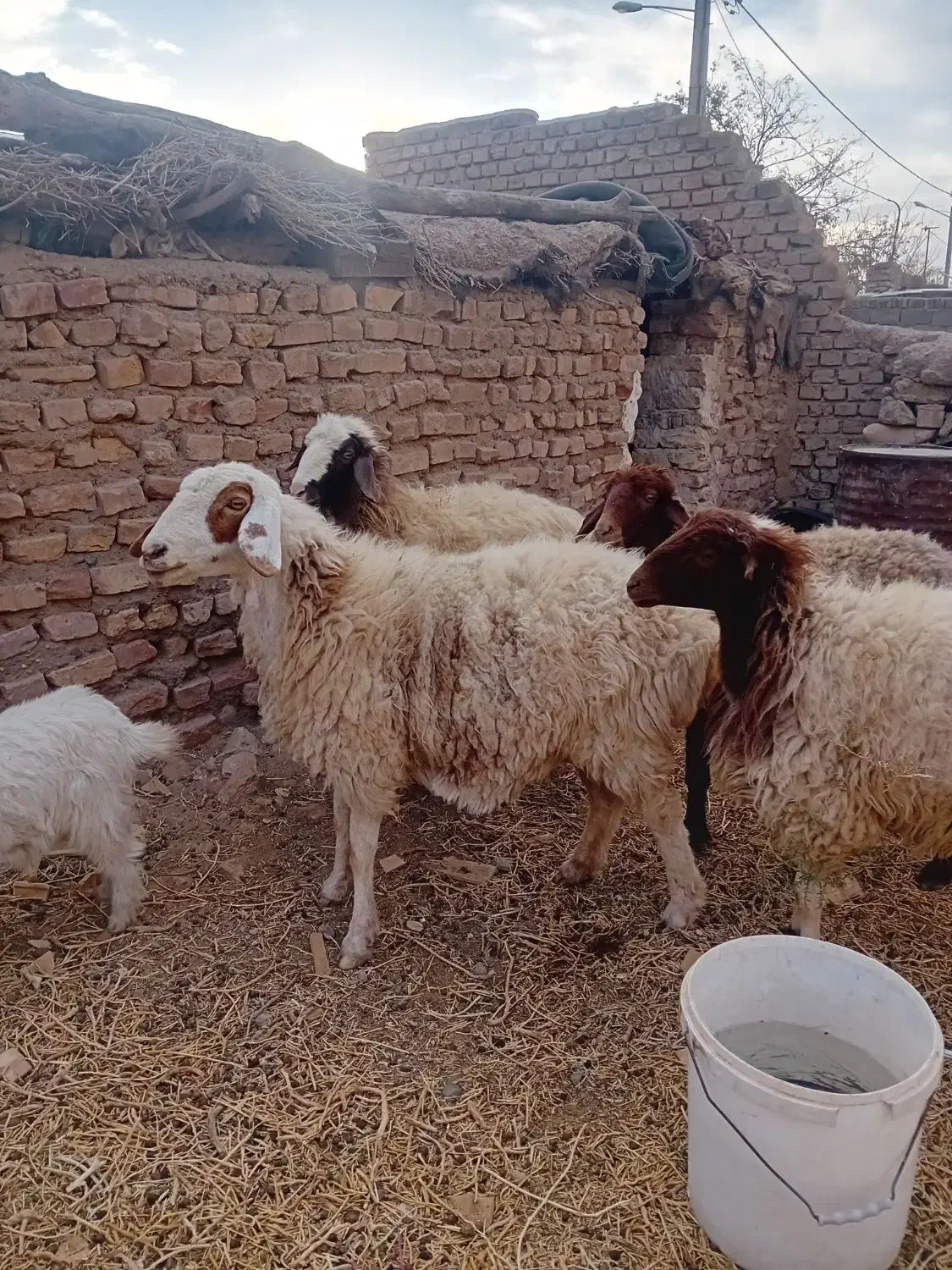 میش جوان|حیوانات مزرعه|سرایان, |دیوار