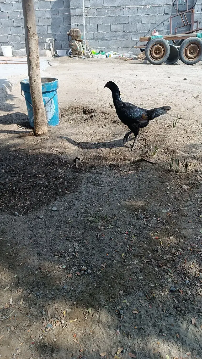 تعداد6عددمرغ بفروش میرسد...|حیوانات مزرعه|میناب, |دیوار