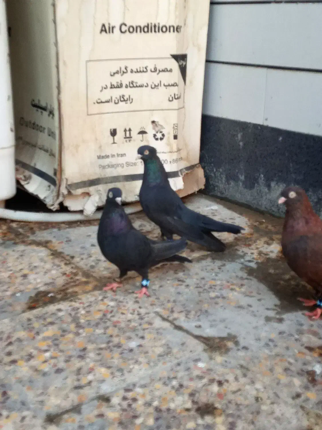 جفت زاغ و یه نر سرکه ایی|پرنده|رامهرمز, |دیوار