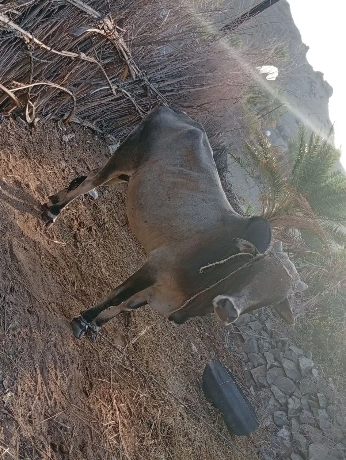 گاو نر|حیوانات مزرعه|کیشکور, |دیوار