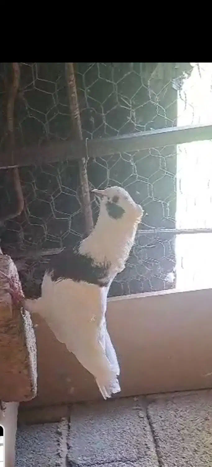 کبوتر پرشی.نرتضمینی|پرنده|ایلام, |دیوار