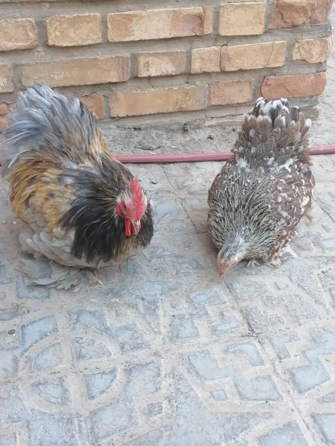 فروش مرغ خروس|حیوانات مزرعه|درمیان, |دیوار