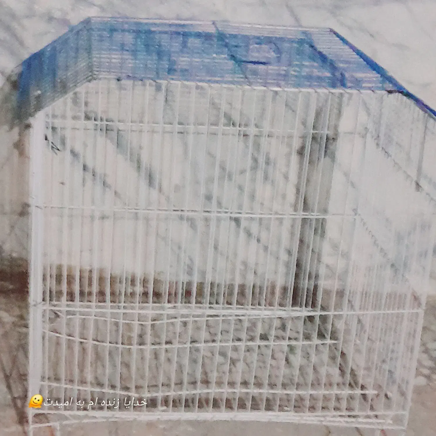 سه مرغ عشق با قفس|پرنده|سراوان, |دیوار