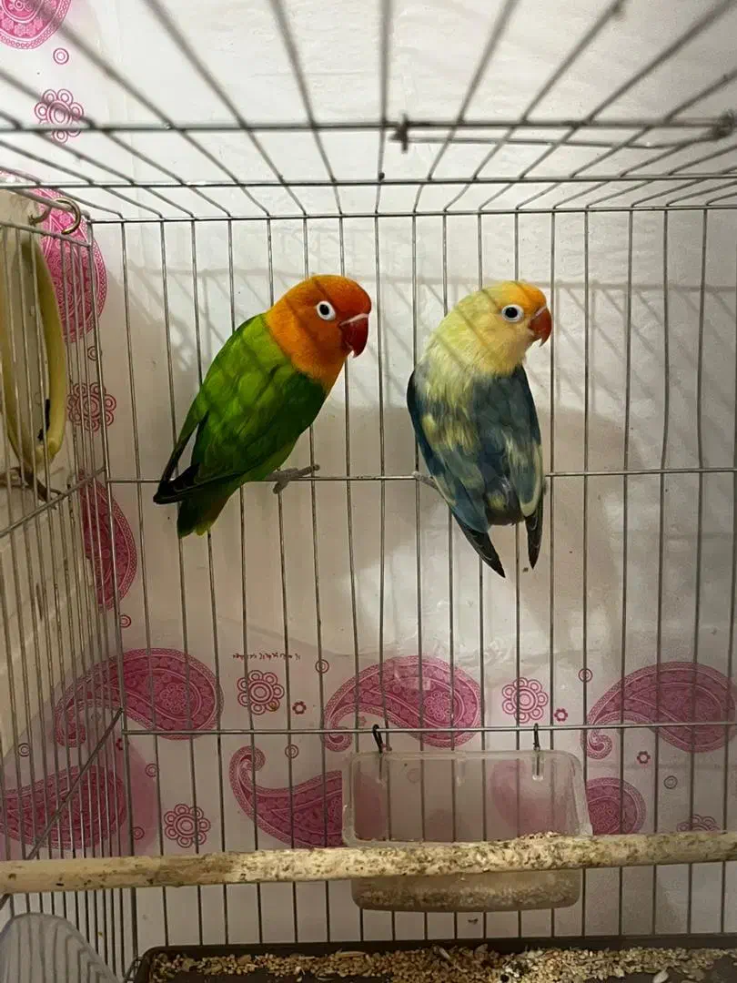 معاوضه یا فروش با جوجه سرلاکی برزیلی|پرنده|کرمانشاه, |دیوار