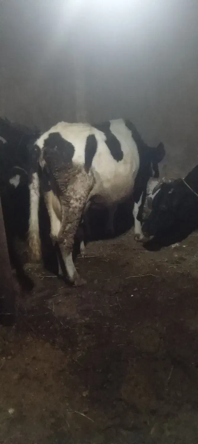 گاو شیری|حیوانات مزرعه|نظر کهریزی, |دیوار