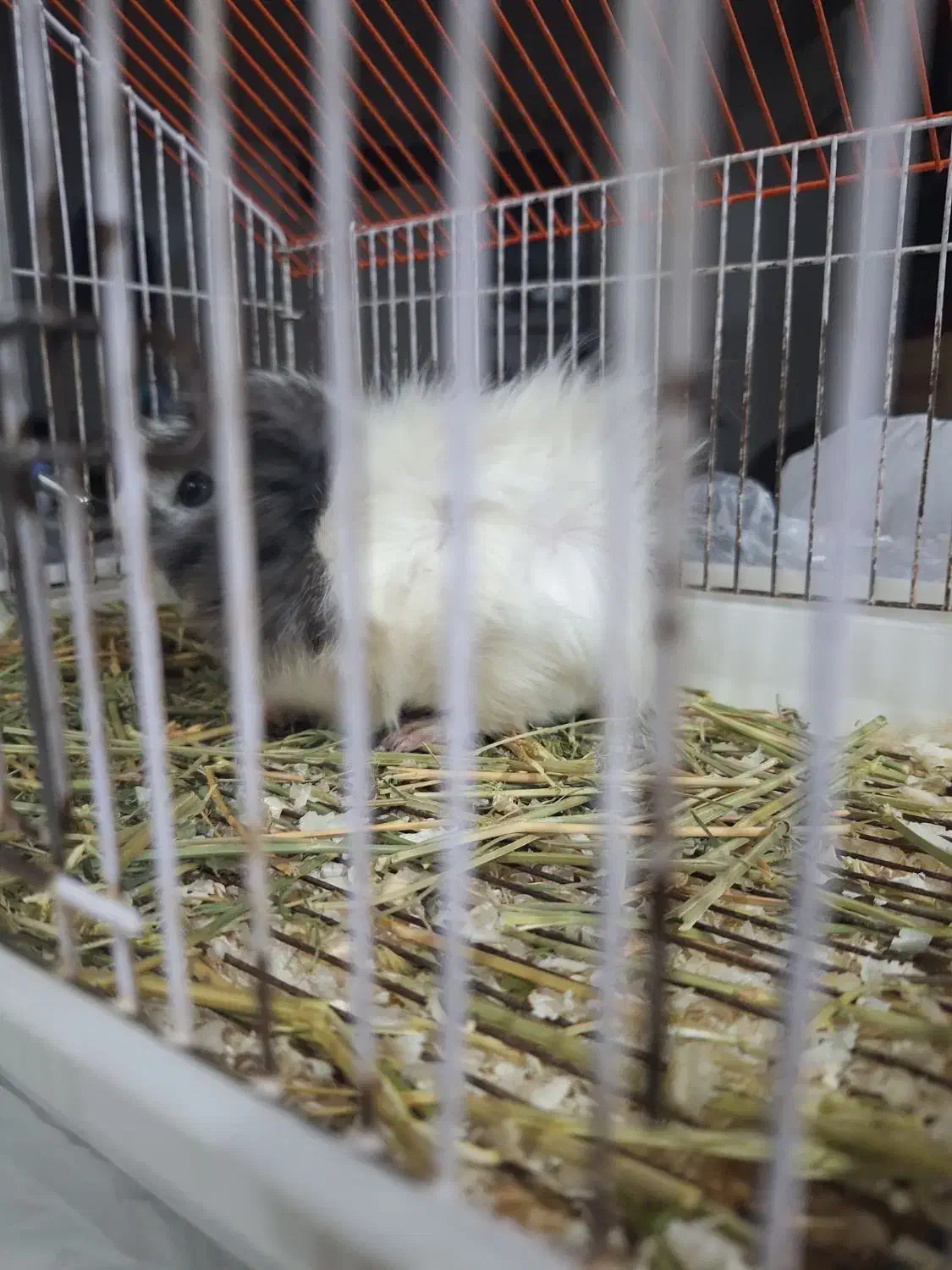 خوکچه هندی شیطون و ناقلا|موش و خرگوش|مشهد, هنرستان|دیوار